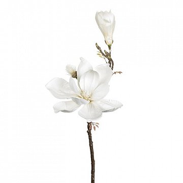 Цветок Магнолии бел 20392