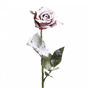 Цветок Розы